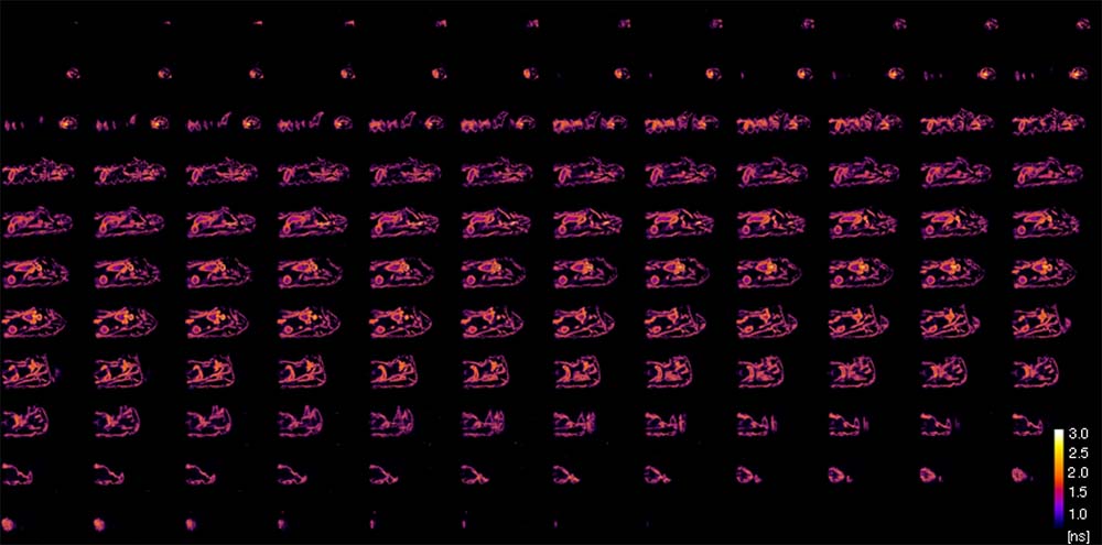 Axial slices of larphaes, gathered with FLIM imaging